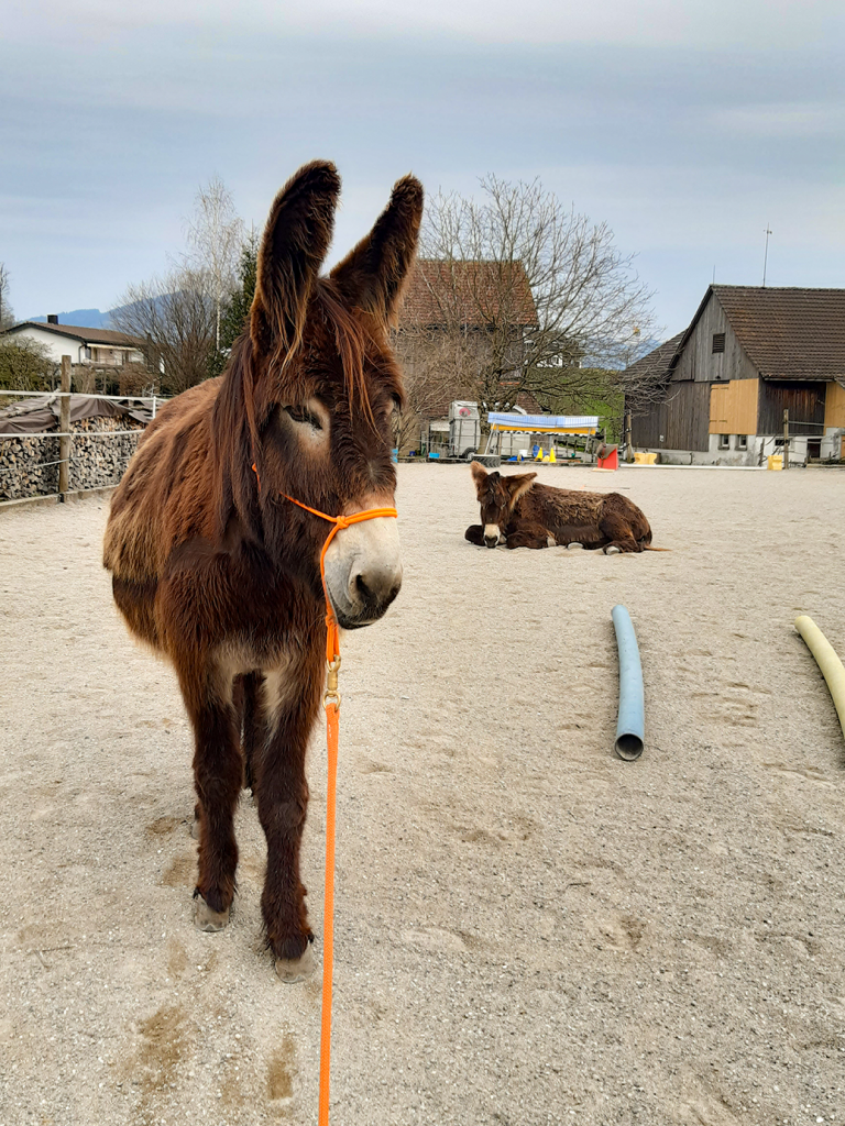 Brauner Esel mit Halfter steht auf dem Platz, im Hintergrund liegt ein zweiter.
