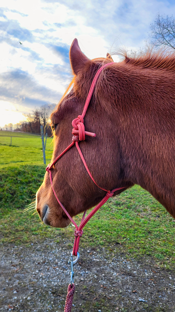Braunes Pferd mit Knotenhalfter blickt über grüne Wiese in den Sonnenuntergang.