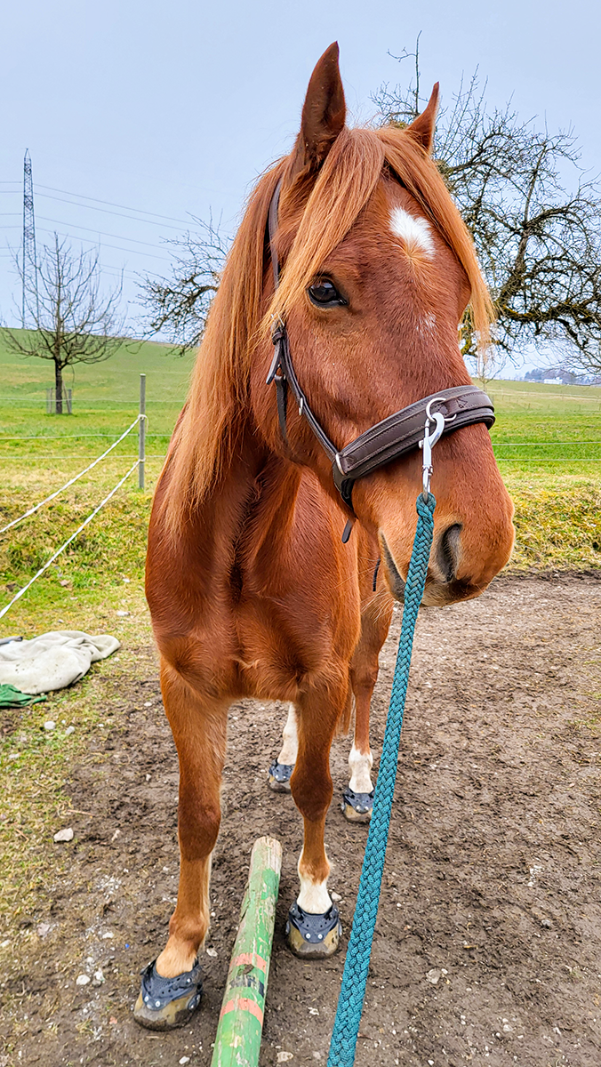 Braunes Pferd mit Kappzaum steht auf Sandweg vor grüner Weide mit kahlen Bäumen.