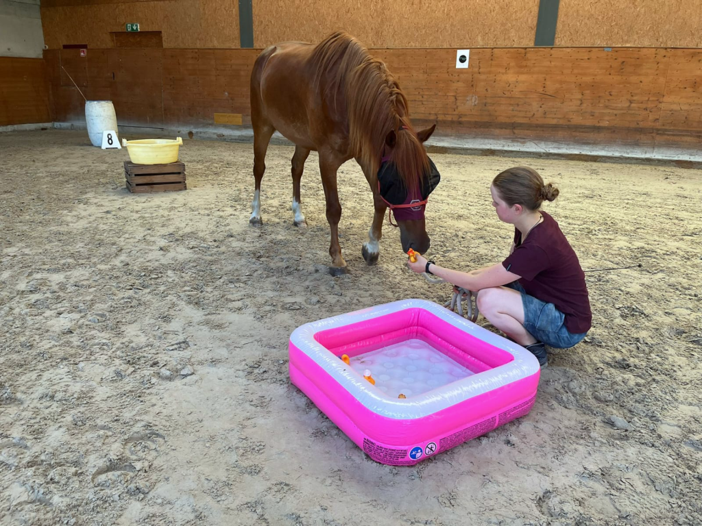 Frau mit fuchsfarbenem Pferd vor einem pinken Plantschbecken in einer Reithalle.